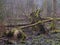 Early spring morning in forest with mist and broken tree