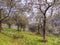 Early spring morning, still misty, in the Italian olive groves, north Tuscany. Pruning underway, hence ladder.