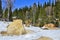 Early spring in mountain coniferous forest