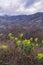 Early spring in mountains, beautiful mountain landscape. View of Orjen mount. Flowers of spurge. Montenegro