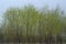 In the early spring, new green willow groves just popped.