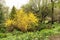 Early spring in the park. Forsythia blooming with bright yellow flowers