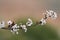 In early spring, the Prunus Cerasifera flowers begin to bloom