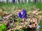 Early spring purple flowers also known as Grape hyacinth and Muscari