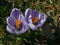 Early Spring Purple Striped Crocus Flowers with Bright Orange Stamen