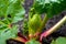 Early spring rhubarb crown growing red rhubarb stalks. Close up, macro photography of rhubarb. Green leaves and stalks showing