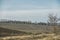 Early spring rural landskype. Undulating plowed field in early spring, a group of trees on the horizon, vineyard, white clouds in