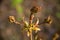 Early spring shoots with tiny leaves on fuzzy forest light lilac background