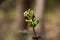 Early spring shoots with tiny leaves on fuzzy forest light lilac background