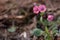 Early spring small Pulmonaria obscura flower