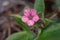 Early spring small Pulmonaria obscura flower