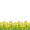 Early spring small yellow flower Crocus for Easter on white background. Vector illustration