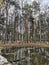 Early spring. Snow-covered pine tree forest on a clear sunny day. Latvia