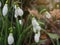 Early Spring Snowdrops flowers