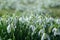 Early spring snowdrops Galanthus nivalis. Soft selective focus