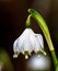 Early Spring Snowflake Flower