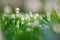 Early spring snowflake flowers