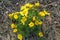 Early spring steppe and meadow flowers, Adonis vernalis, pheasant`s eye