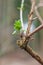 Early spring tree branch spouts  fresh green close up shot in the forest shallow depth of field