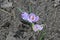 Early spring in Ukraine, delicate primroses, crocuses, early flowers
