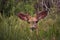 Early Spring Velvet for a Mule Deer Buck