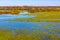 Early spring view of Narew river valley wetlands with marsh-marigold flowers in Zajki village near Wizna in Poland