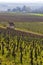 Early spring vineyards near Aloxe-Corton, Burgundy, France