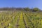 Early spring vineyards near Aloxe-Corton, Burgundy, France