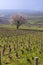 Early spring vineyards near Aloxe-Corton, Burgundy, France