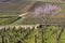 Early spring vineyards near Aloxe-Corton, Burgundy, France