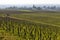 Early spring vineyards near Aloxe-Corton, Burgundy, France