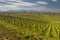 Early spring vineyards near Aloxe-Corton, Burgundy, France