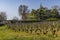 Early spring vineyards near Aloxe-Corton, Burgundy, France