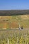 Early spring vineyards near Aloxe-Corton, Burgundy, France