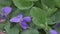 Early spring violet flowers at ground, track camera movement