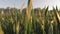 Early spring wheat field at sunrise. rowing crops. agriculture concept. green field of young wheat germ. field of winter