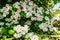 Early spring. White clusters of hawthorn flowers