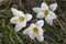 Early spring white flowers. Ground without grass