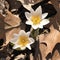 Early spring wildflowers. Bloodroot.