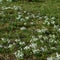 Early spring and winter flowers: snowdrops Galanthus, cyclamen and daffodils narcissus in an English forest