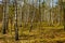 Early spring wood landscape of Kampinoski Forest in Izabelin near Warsaw in Mazovia region of central Poland