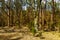 Early spring wood landscape of Kampinoski Forest in Izabelin near Warsaw in Mazovia region of central Poland