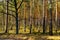 Early spring wood landscape of Kampinoski Forest in Izabelin near Warsaw in Mazovia region of central Poland