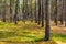 Early spring wood landscape of Kampinoski Forest in Izabelin near Warsaw in Mazovia region of central Poland