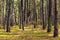 Early spring wood landscape of Kampinoski Forest in Izabelin near Warsaw in Mazovia region of central Poland