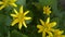 Early spring yellow pilewort flowers top view