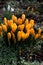 EARLY SPRINGS IN DENMARK CROCUS FOWERS BULS