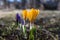 Early springtime with blossom crocus