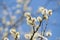 Early springtime with closeup of blooming goat willow branches in sunlight