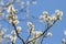 Early springtime closeup of blooming goat willow branches in sunlight